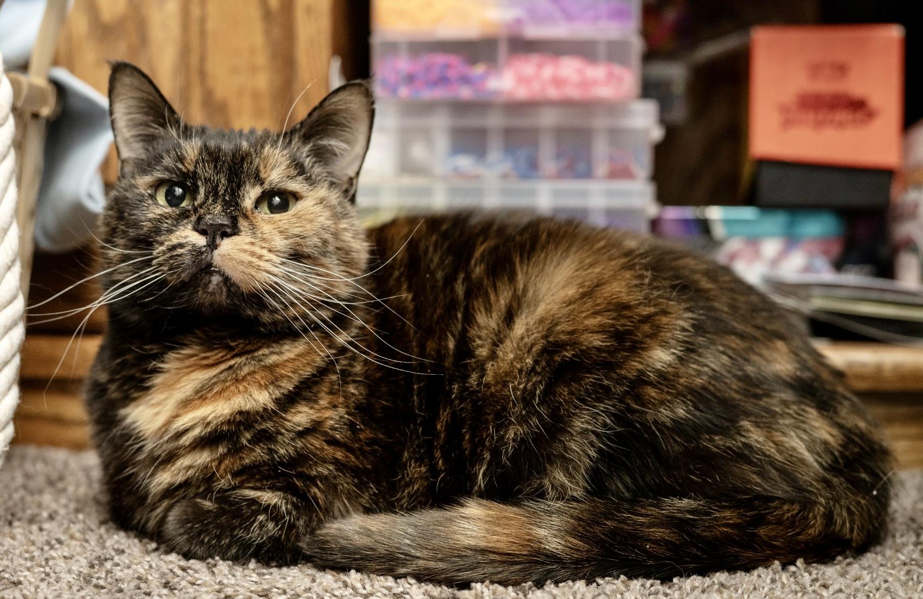 Enlarge Domi, a ADOPTABLE Domestic Short Hair in BLACK MOUNTAIN, NC image 5/6