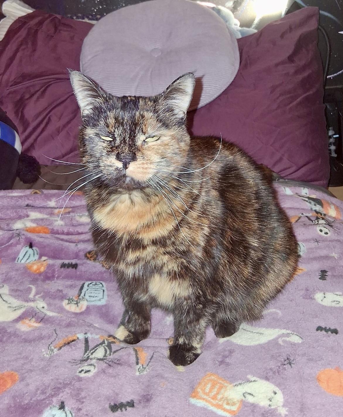 Enlarge Domi, a ADOPTABLE Domestic Short Hair in BLACK MOUNTAIN, NC image 3/4