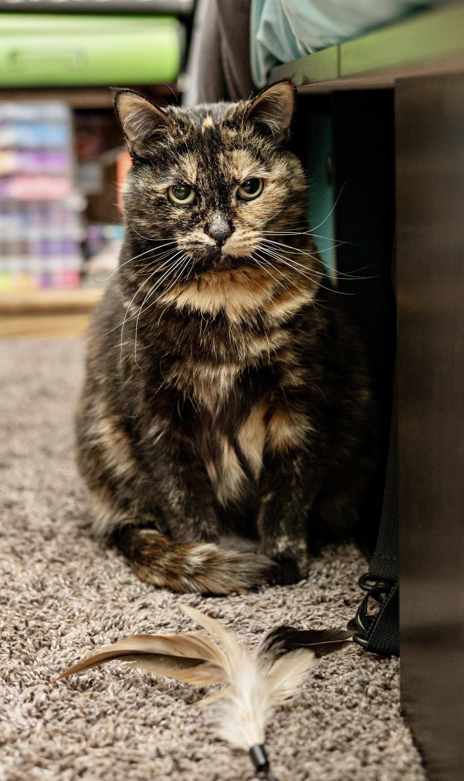 Domi, ADOPTABLE, Senior Female Domestic Short Hair.