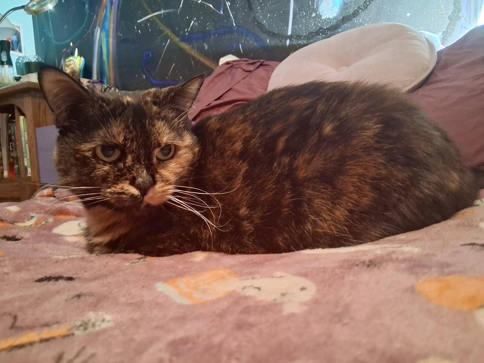 Enlarge Domi, a ADOPTABLE Domestic Short Hair in BLACK MOUNTAIN, NC image 4/4