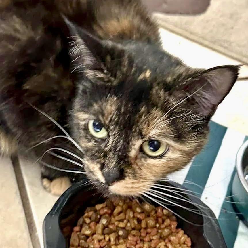 Enlarge Domi, a ADOPTABLE Domestic Short Hair in BLACK MOUNTAIN, NC image 1/4