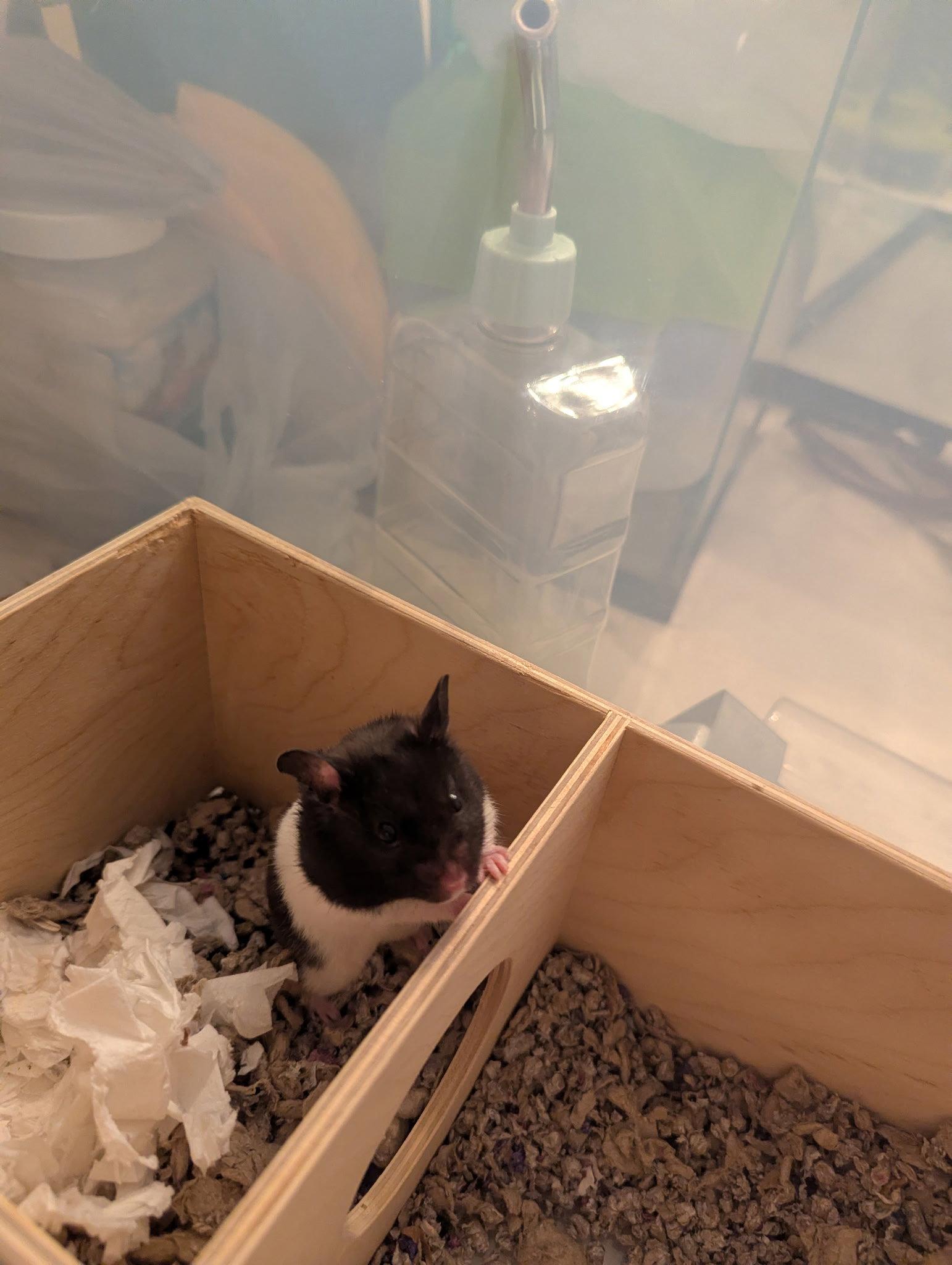 Enlarge Cheeks, a Adoptable Hamster in Aurora, IL image 1/1