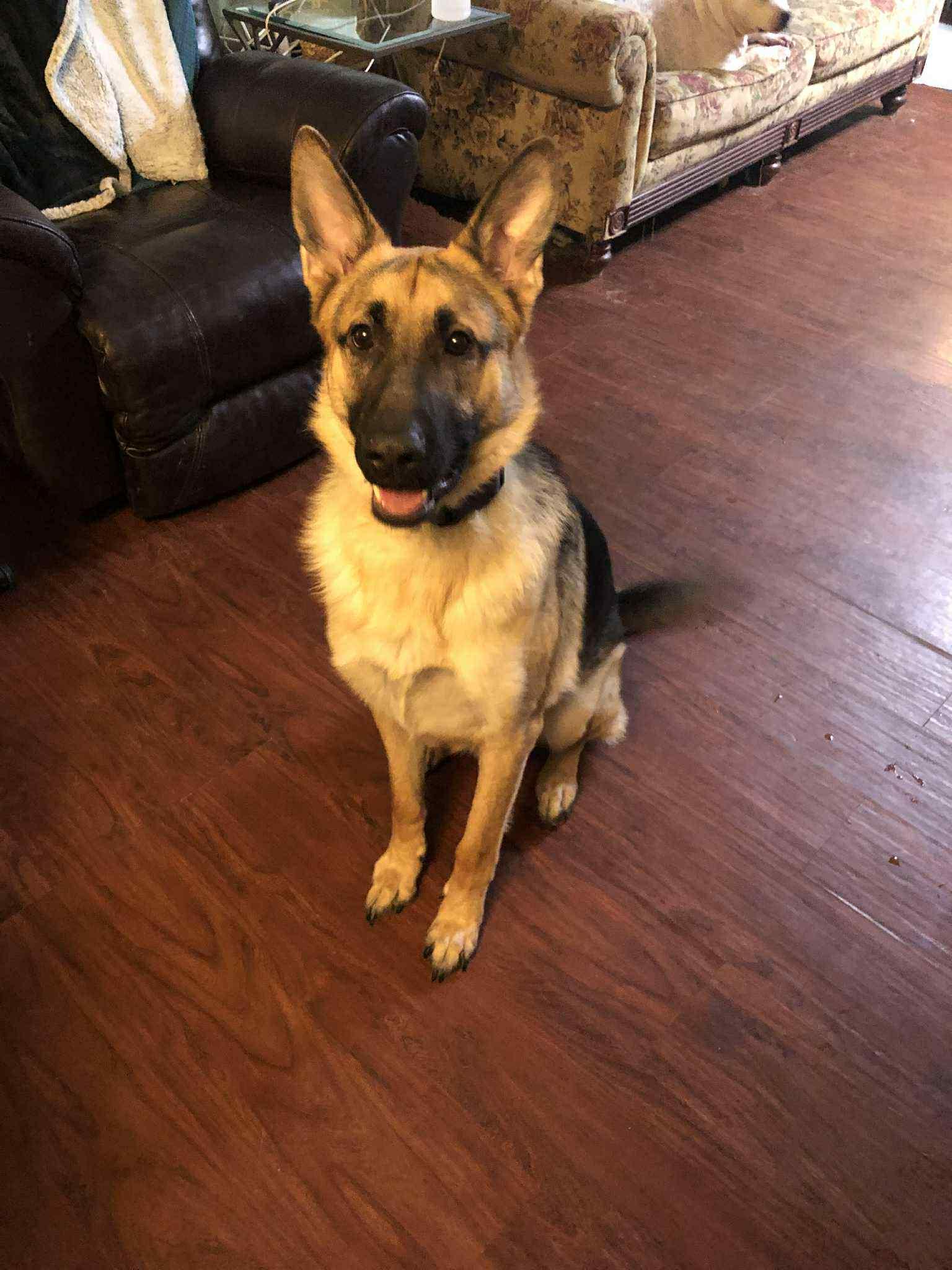 Enlarge Duke, a ADOPTABLE German Shepherd Dog in Fairbanks, AK image 1/1