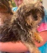 Little Man, Adoptable, Senior Male Yorkshire Terrier.