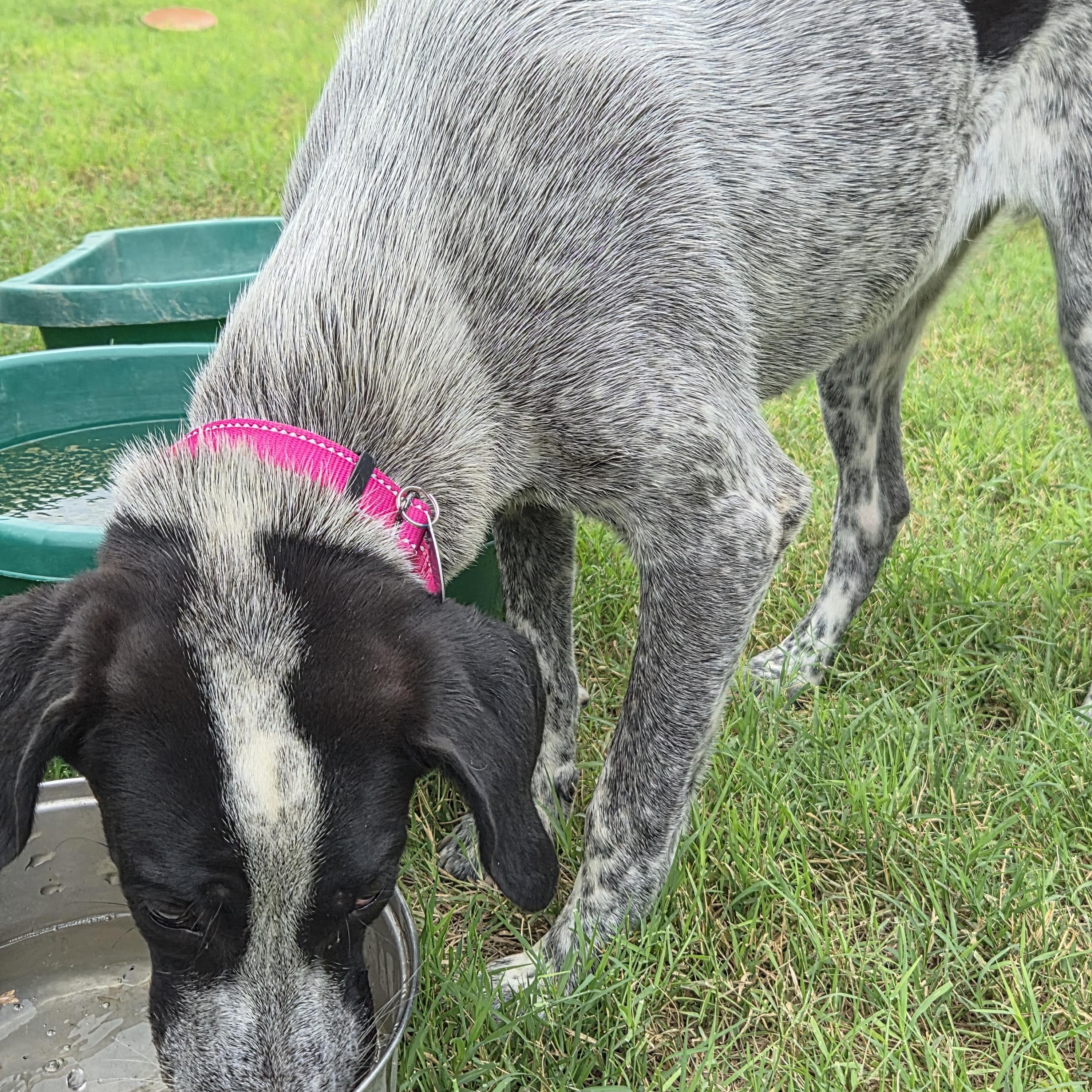 Famish, a ADOPTABLE mixed breed in Marfa, TX image 5/6