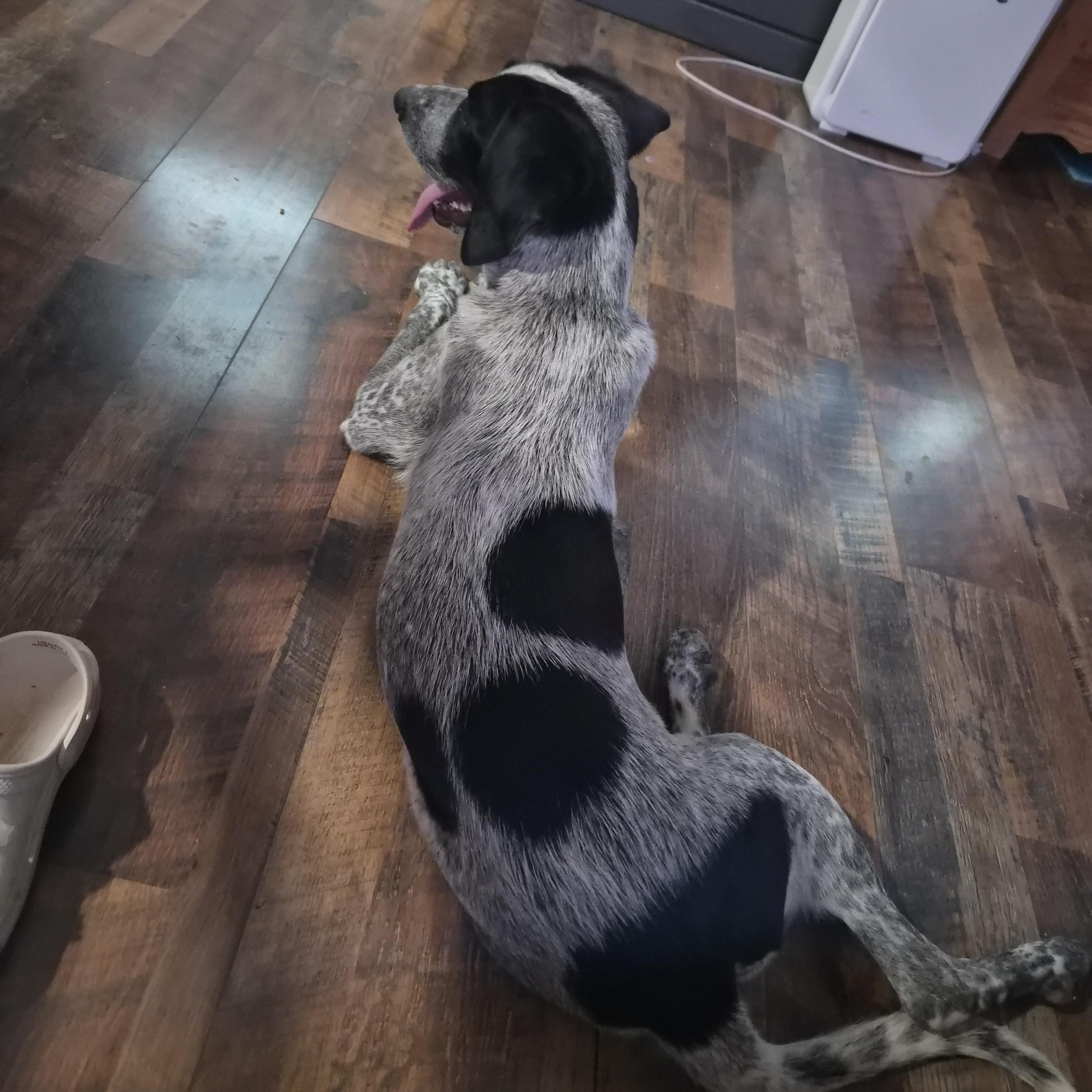 Famish, a ADOPTABLE mixed breed in Marfa, TX image 3/6