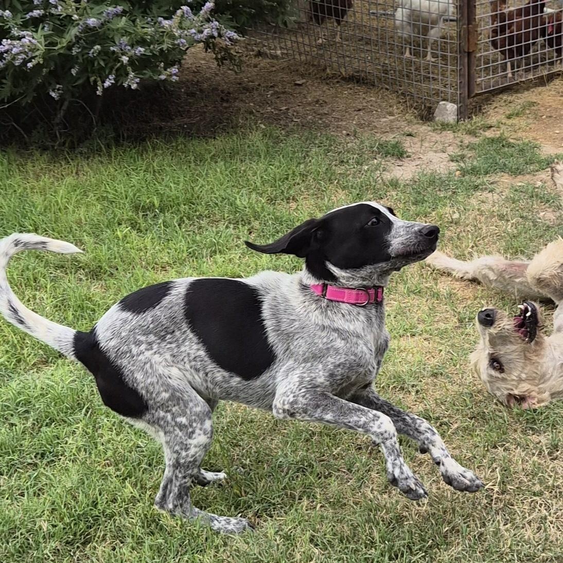 Famish, a ADOPTABLE mixed breed in Marfa, TX image 4/6