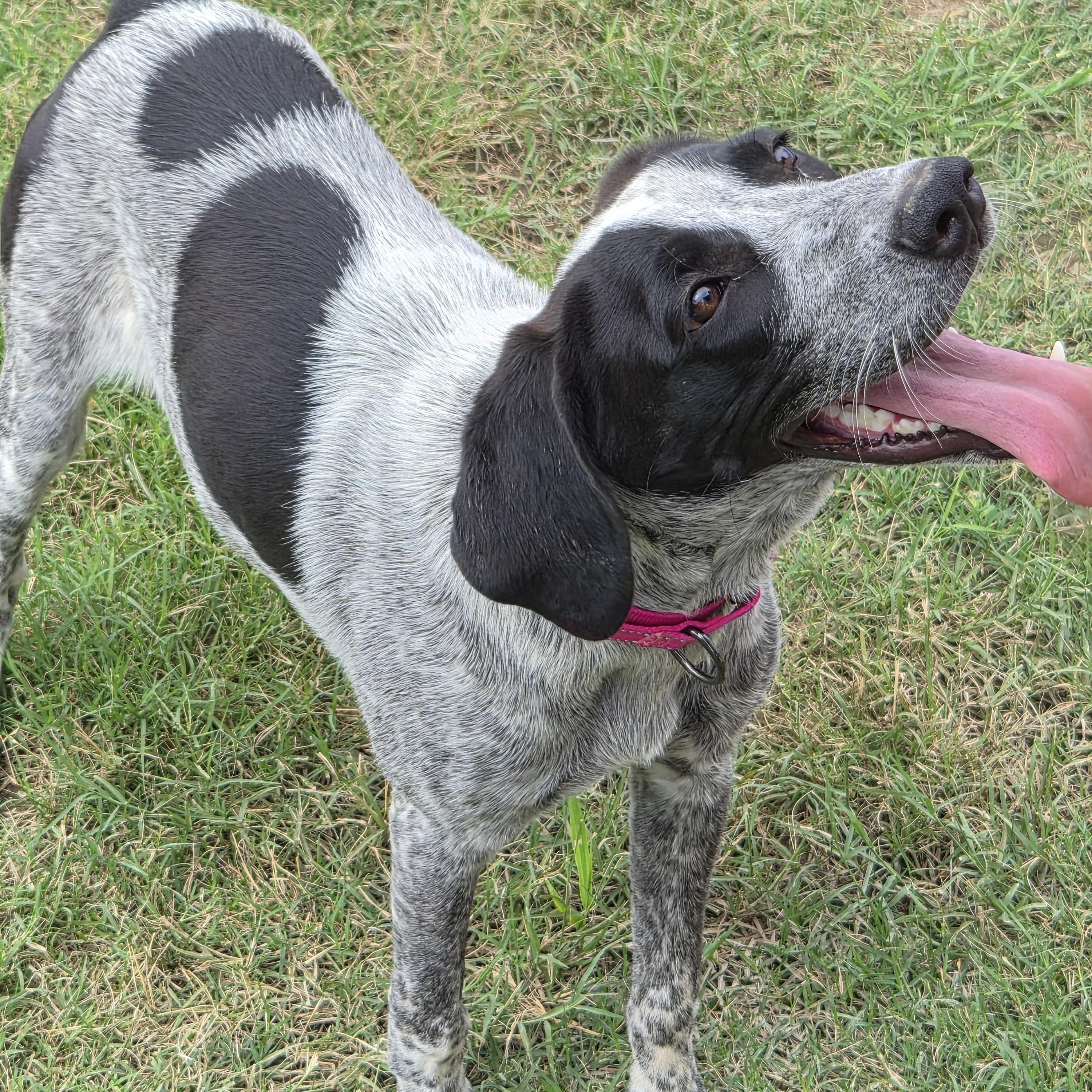 Famish, ADOPTABLE, Puppy Female Pointer.
