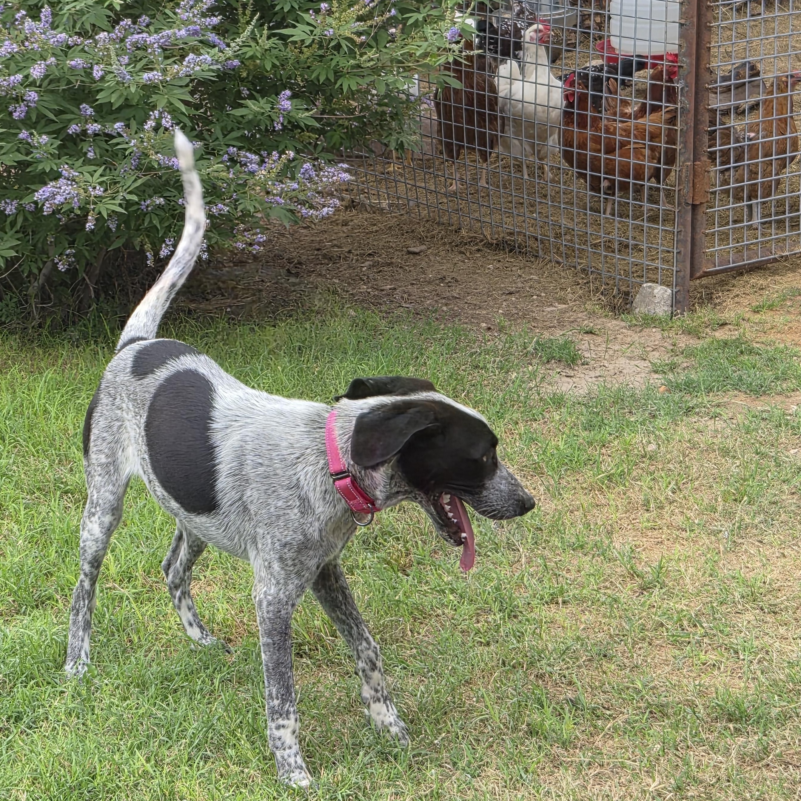 Famish, a ADOPTABLE mixed breed in Marfa, TX image 2/6