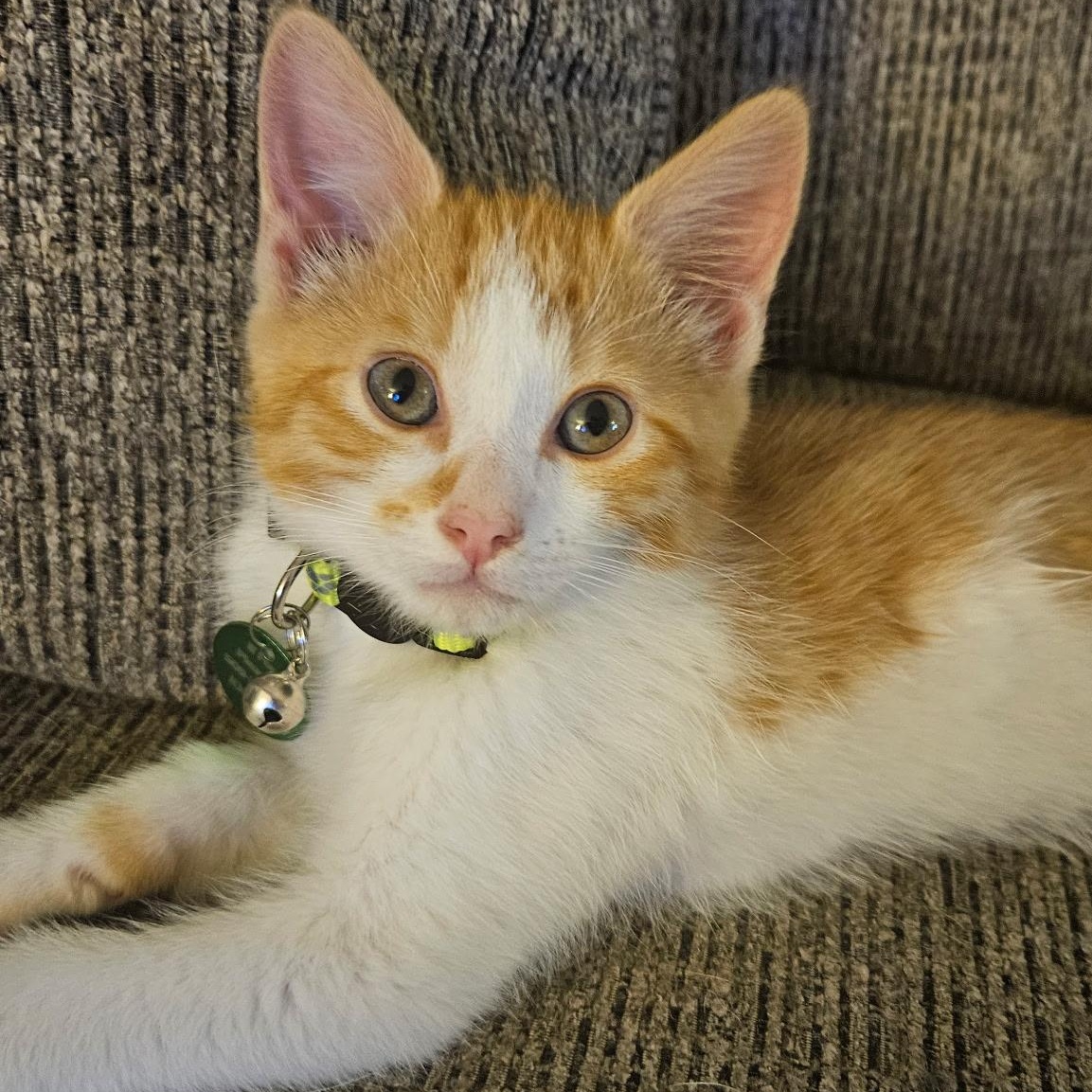 Skip Bo, ADOPTABLE, Kitten Male Tabby.
