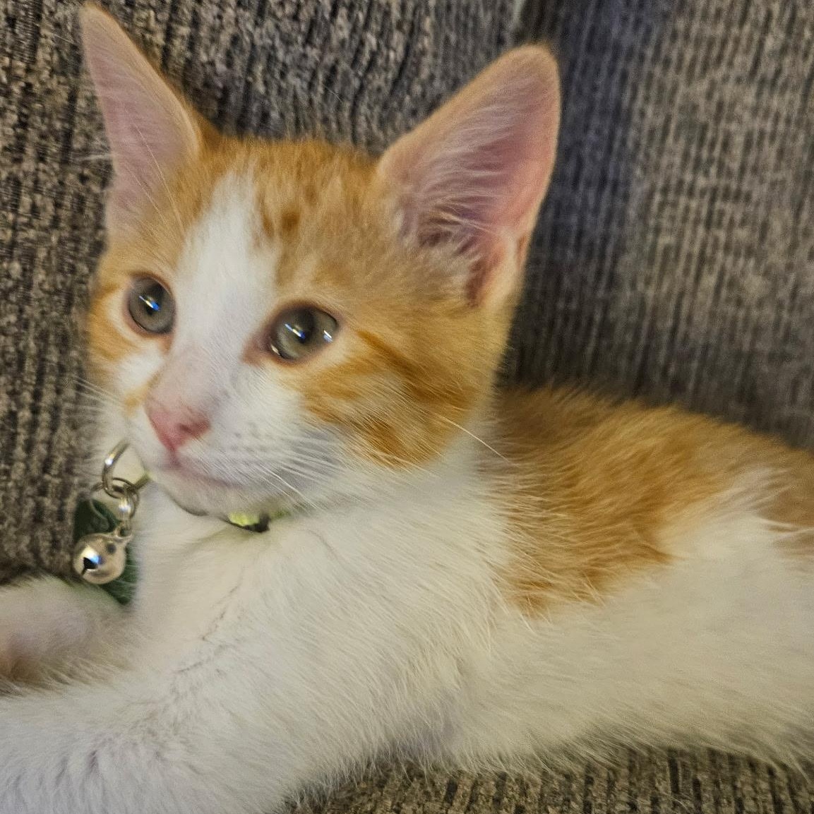 Enlarge Skip Bo, a ADOPTABLE Tabby in Pasco, WA image 3/4