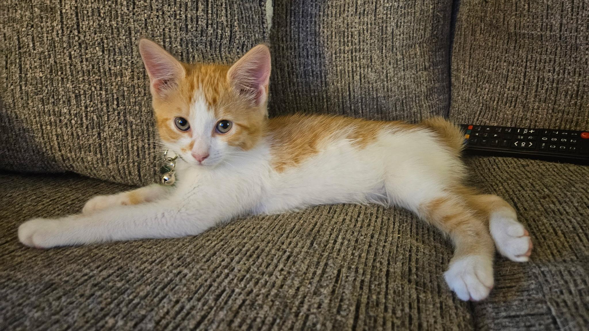 Enlarge Skip Bo, a ADOPTABLE Tabby in Pasco, WA image 2/4