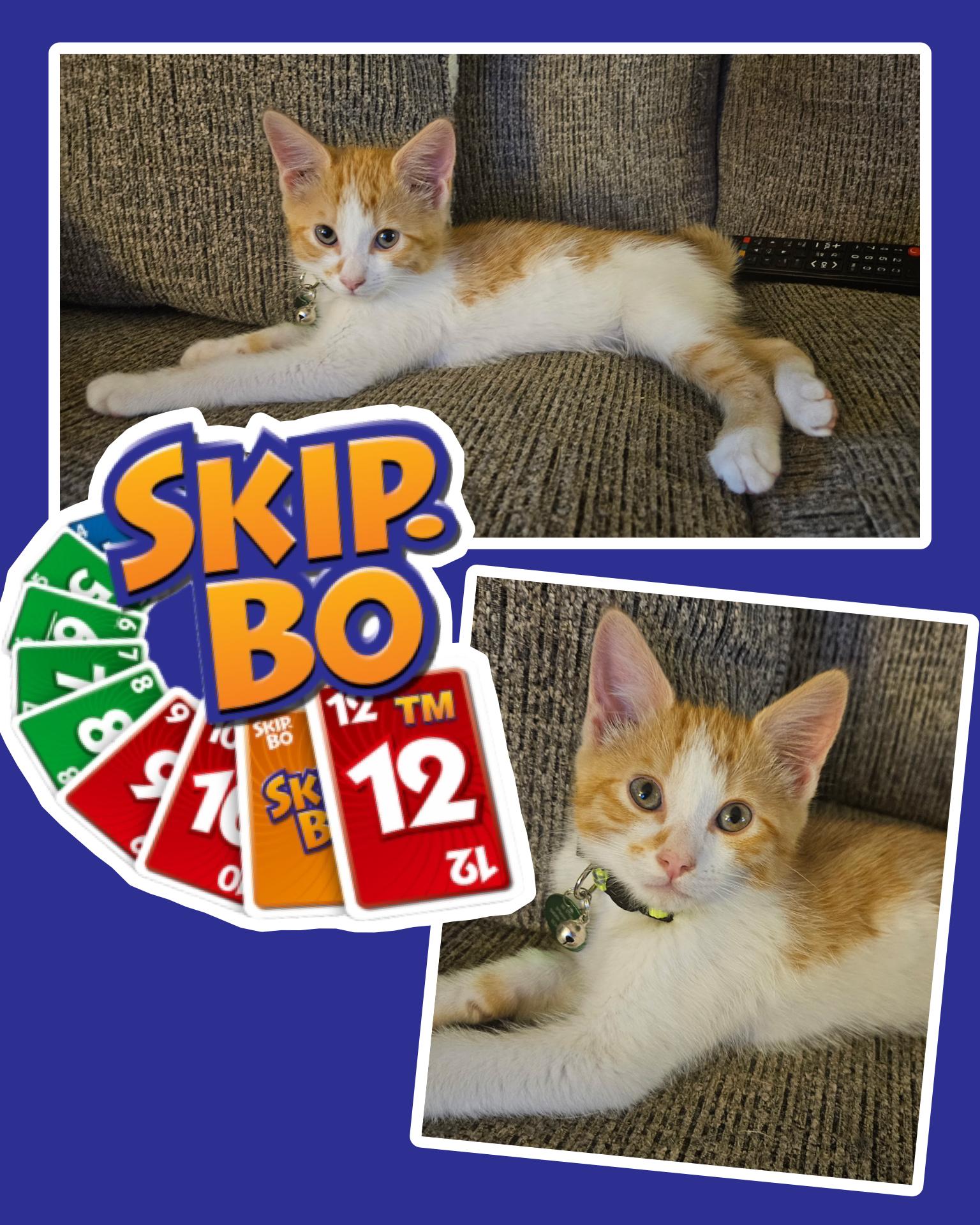 Enlarge Skip Bo, a ADOPTABLE Tabby in Pasco, WA image 4/4