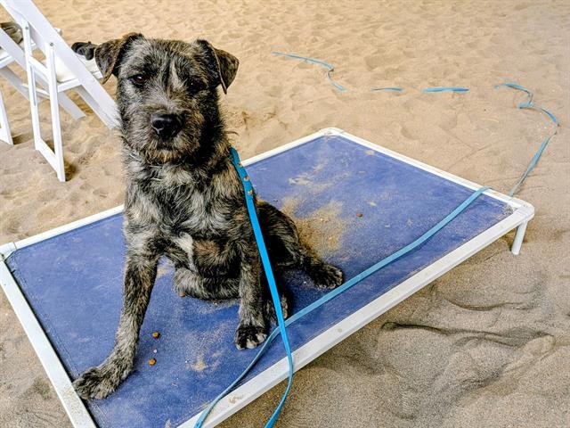 LUCY, Adoptable, Young Female Border Terrier.