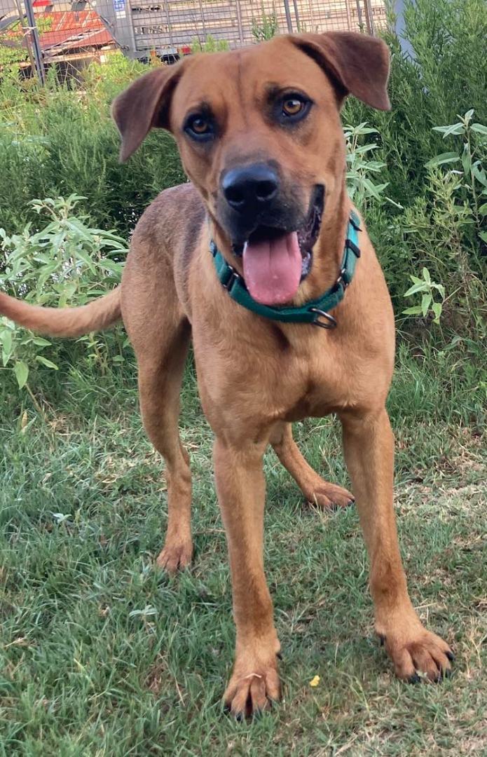 WhatADoc, a Adoptable mixed breed in Brookshire, TX image 1/16