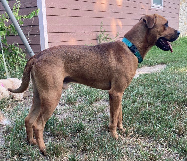 WhatADoc, a Adoptable mixed breed in Brookshire, TX image 2/16