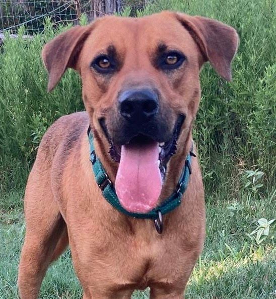 WhatADoc, Adult Male Rhodesian Ridgeback