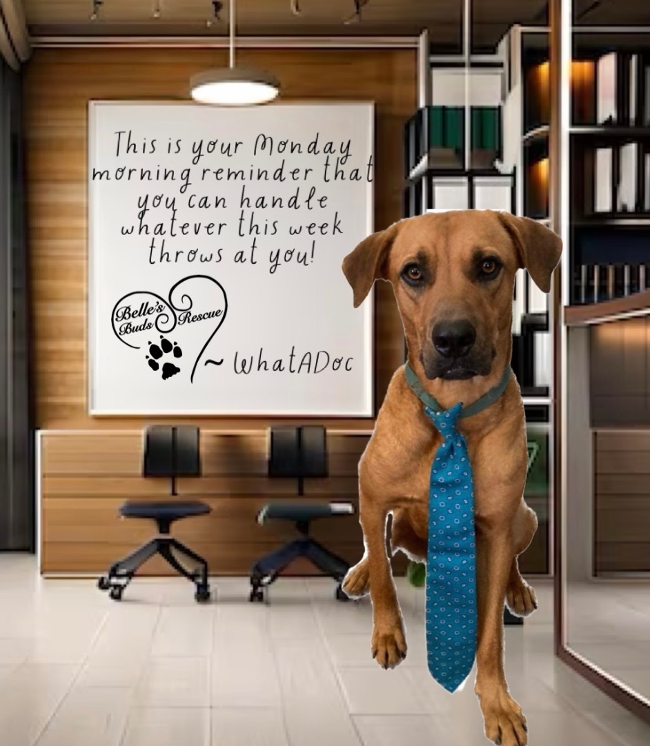 WhatADoc, a Adoptable mixed breed in Brookshire, TX image 5/16