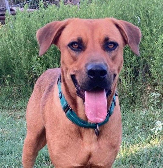 WhatADoc, a Adoptable mixed breed in Brookshire, TX image 6/16