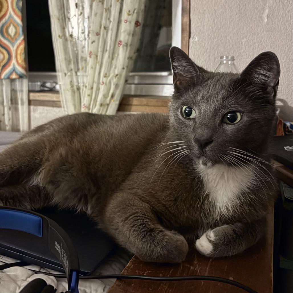 Gary, Adoptable, Adult Male Domestic Short Hair.