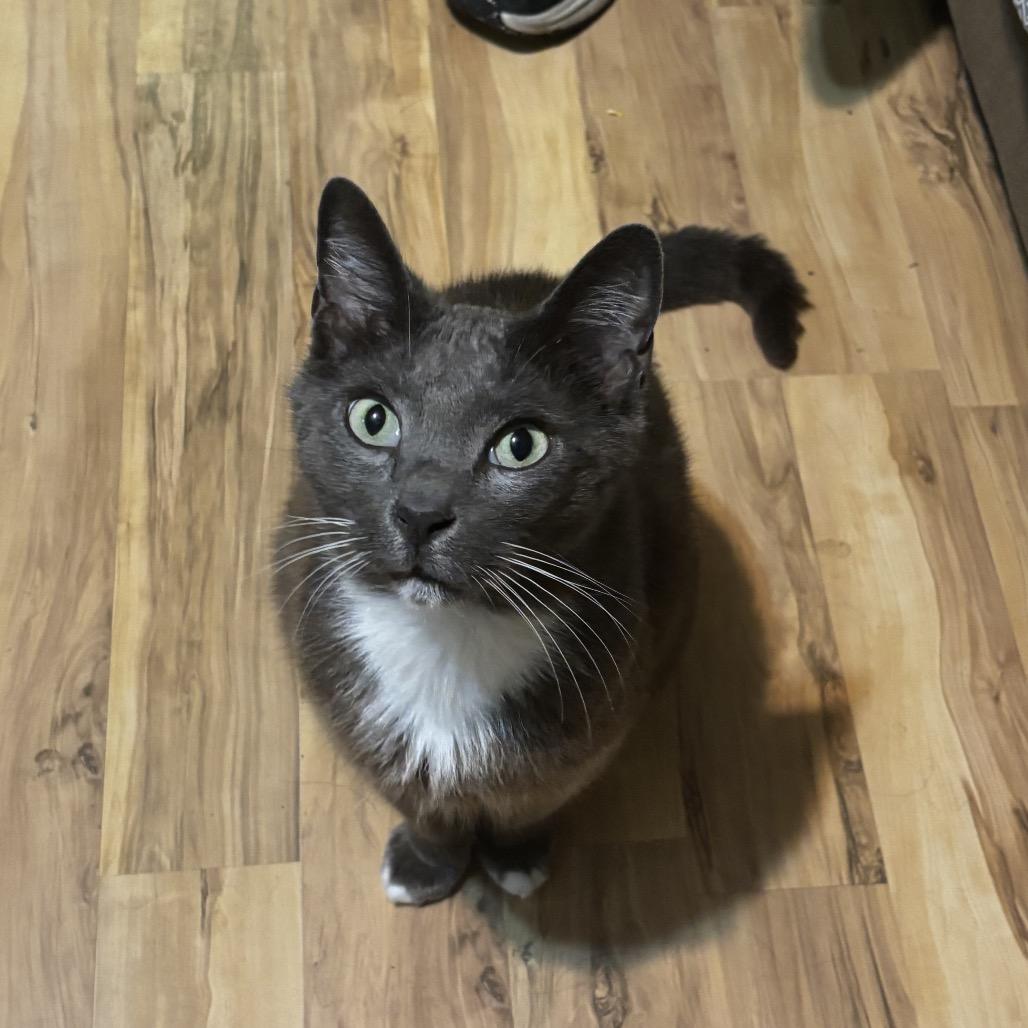 Enlarge Gary, a Adoptable Domestic Short Hair in Missouri City, TX image 2/2