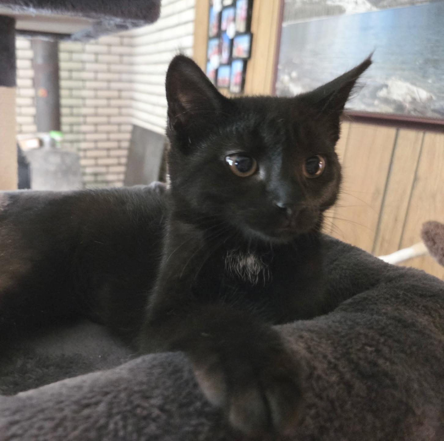 Enlarge Alesha, a ADOPTABLE Domestic Short Hair in Breinigsville, PA image 1/1