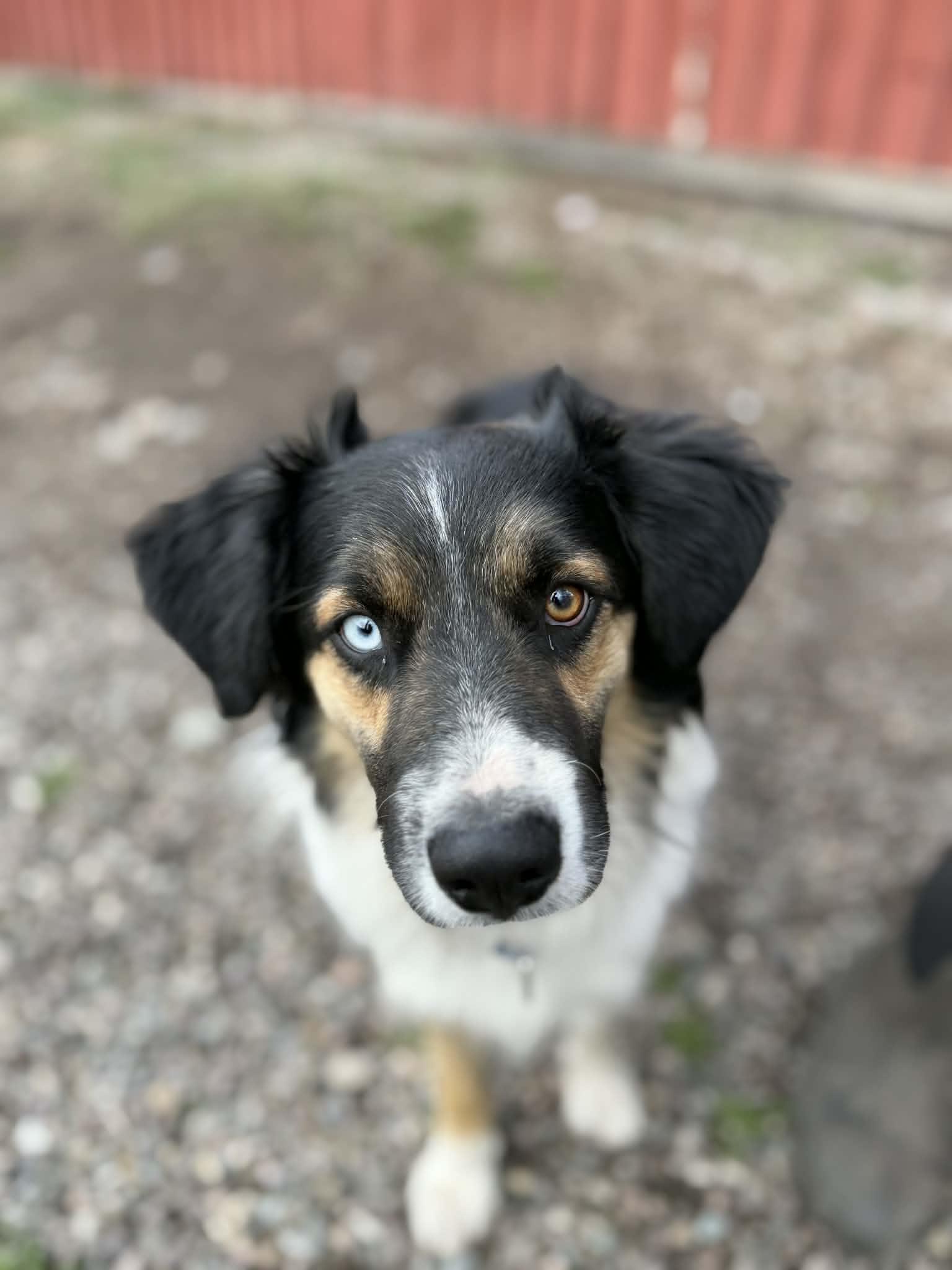 Scout, Adoptable, Young Male Australian Shepherd.
