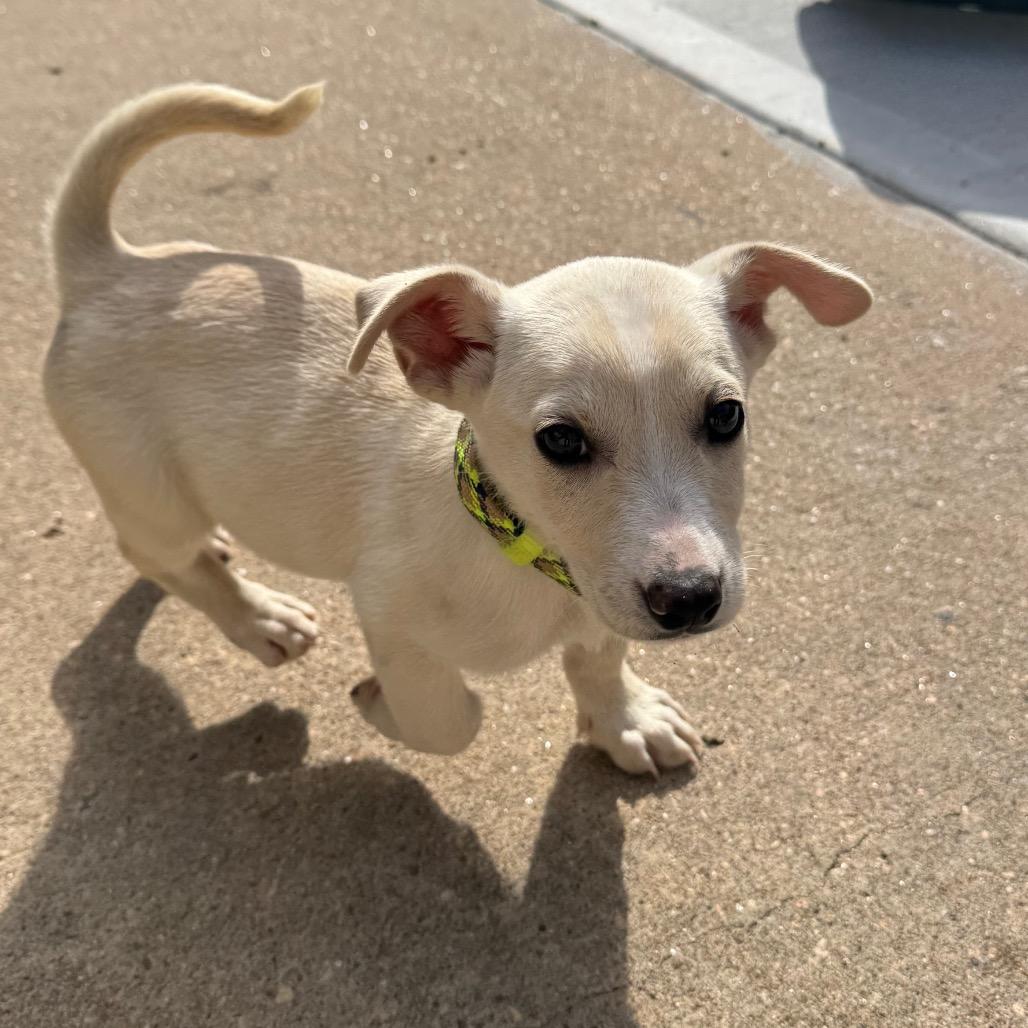 Enlarge Carter, a Adoptable mixed breed in Missouri City, TX image 1/5