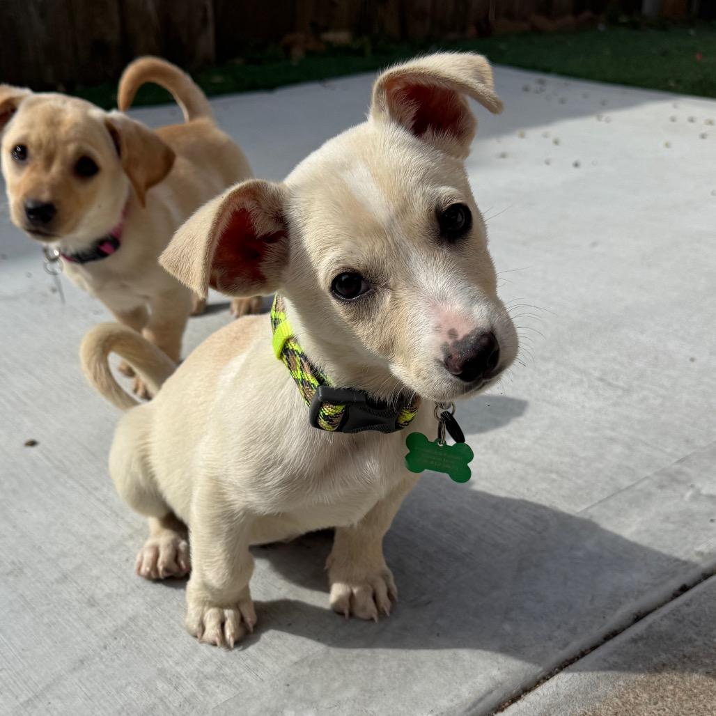 Enlarge Carter, a Adoptable mixed breed in Missouri City, TX image 2/5