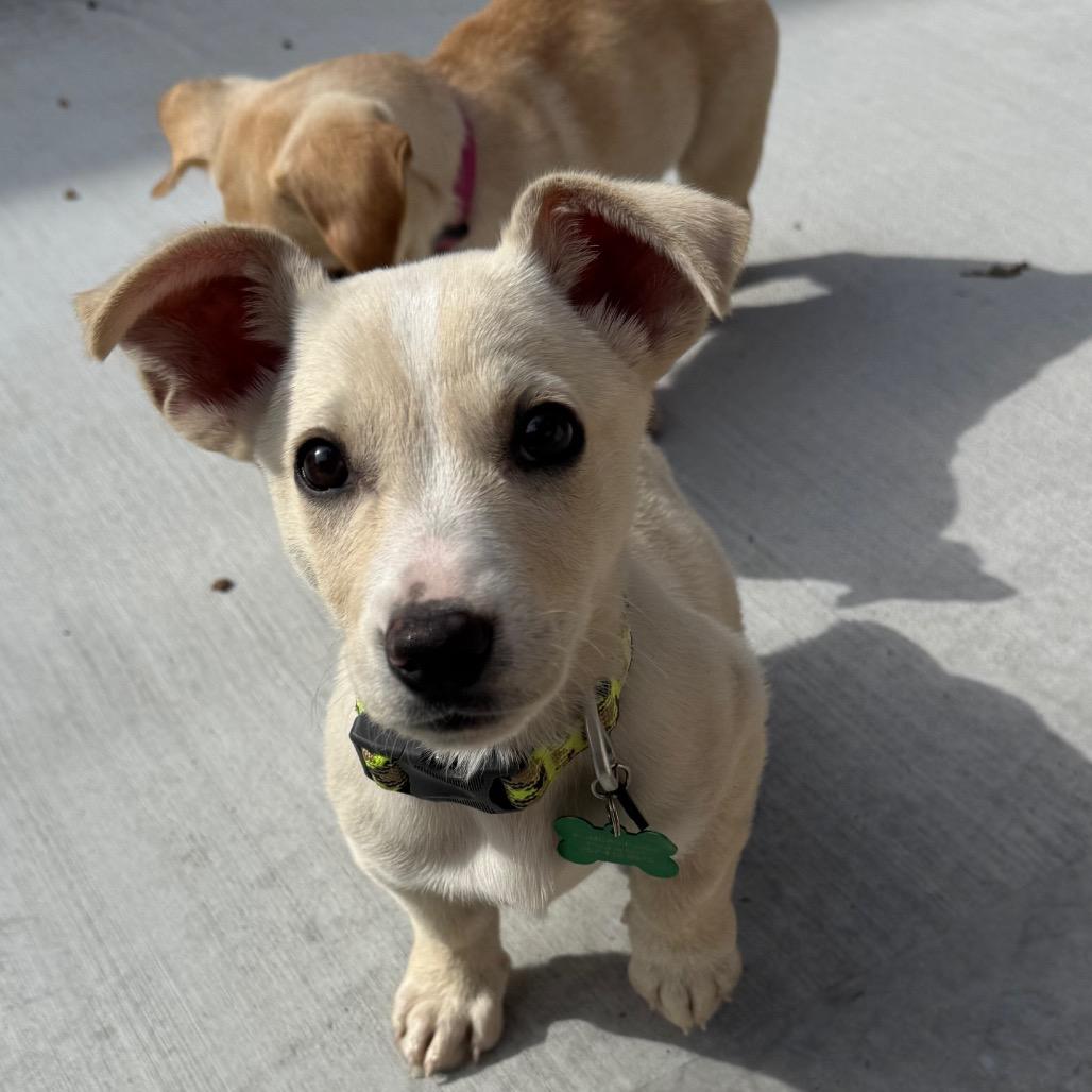 Enlarge Carter, a Adoptable mixed breed in Missouri City, TX image 3/5