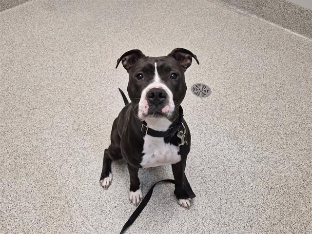 CICI, Adoptable, Young Female Pit Bull Terrier & Mixed Breed.