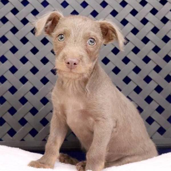 Alvin, Adoptable, Puppy Male Terrier.