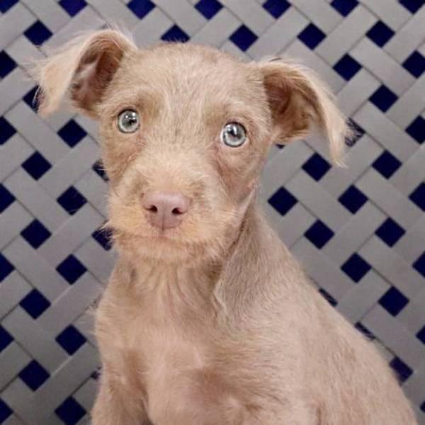 Enlarge Alvin, a Adoptable mixed breed in Midland, TX image 2/2