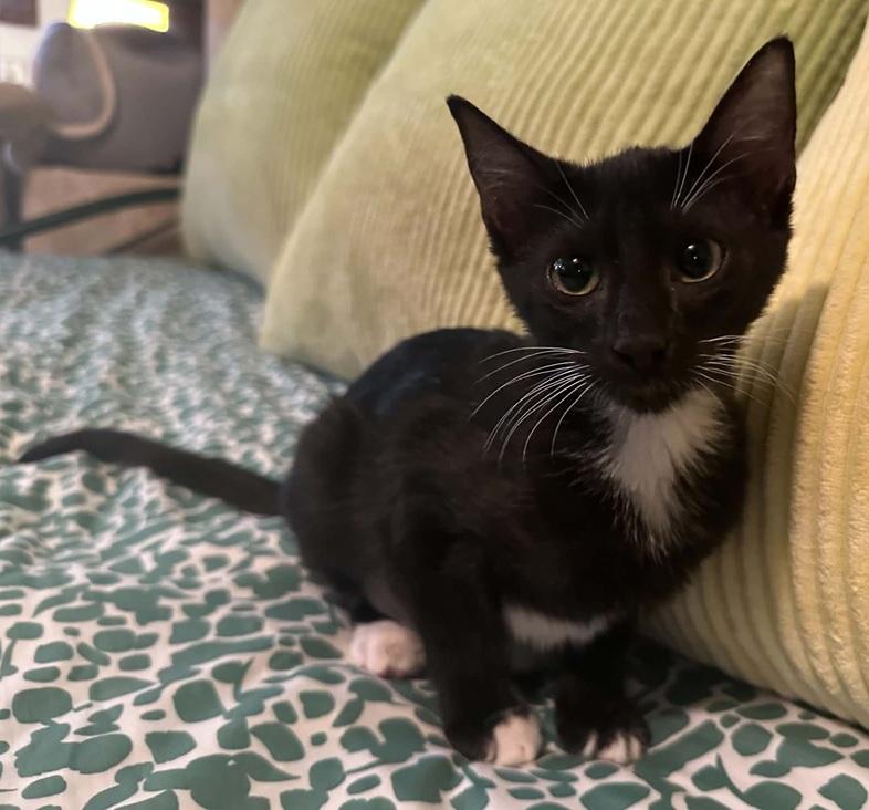 Enlarge Lila, a ADOPTABLE Tuxedo in Waxahachie, TX image 3/3