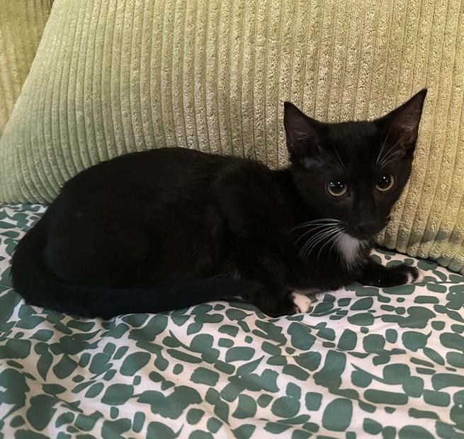 Enlarge Lila, a ADOPTABLE Tuxedo in Waxahachie, TX image 1/3