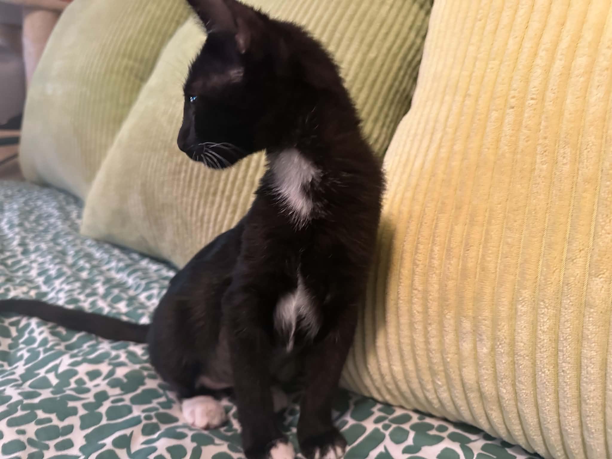 Enlarge Lila, a ADOPTABLE Tuxedo in Waxahachie, TX image 2/3