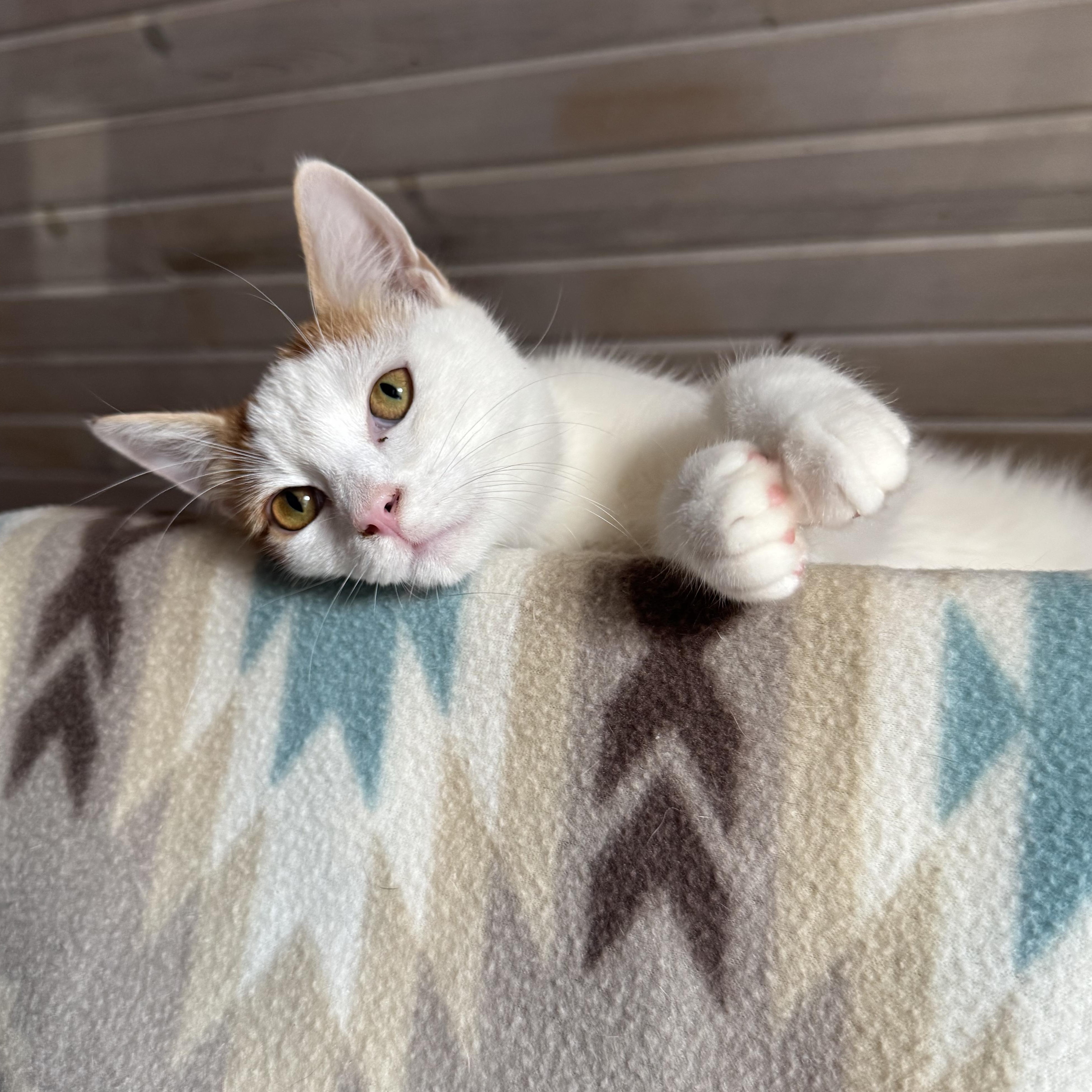 Enlarge Whitey, a ADOPTABLE Domestic Short Hair in Leon, KS image 2/3