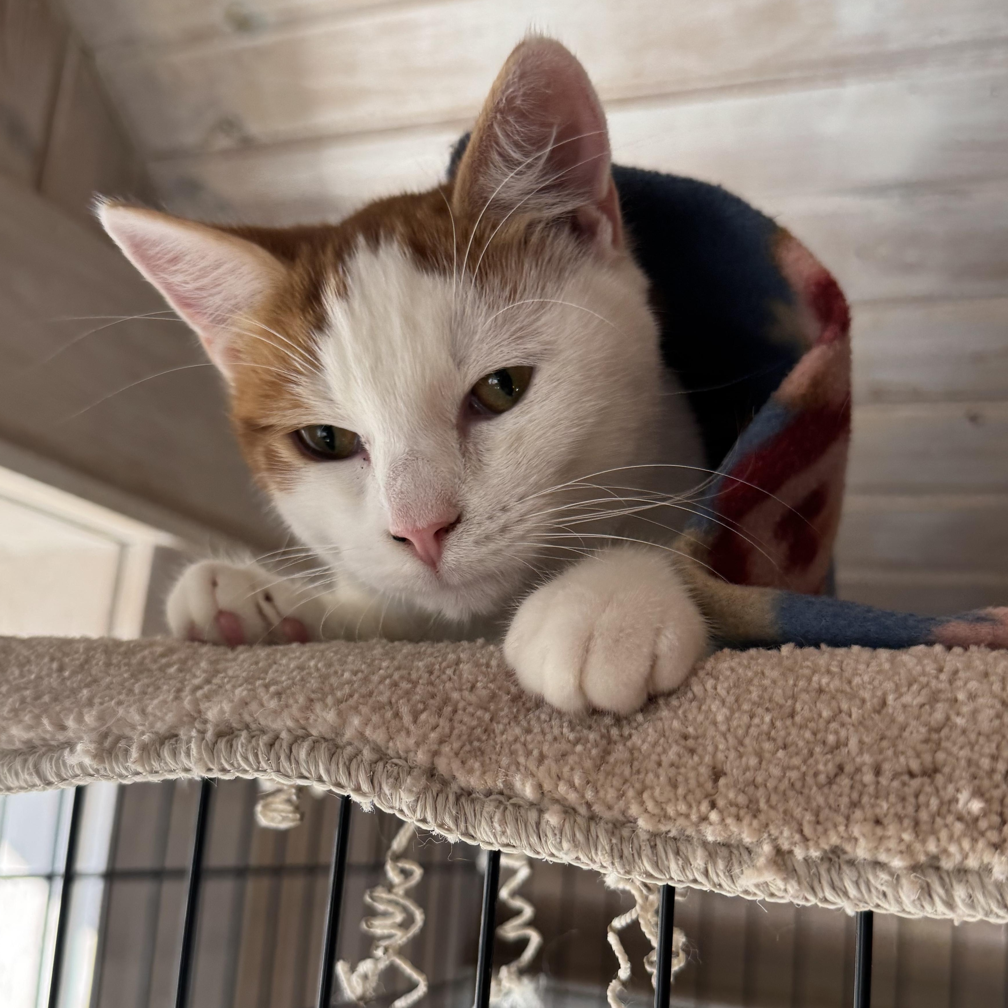 Enlarge Whitey, a ADOPTABLE Domestic Short Hair in Leon, KS image 3/3
