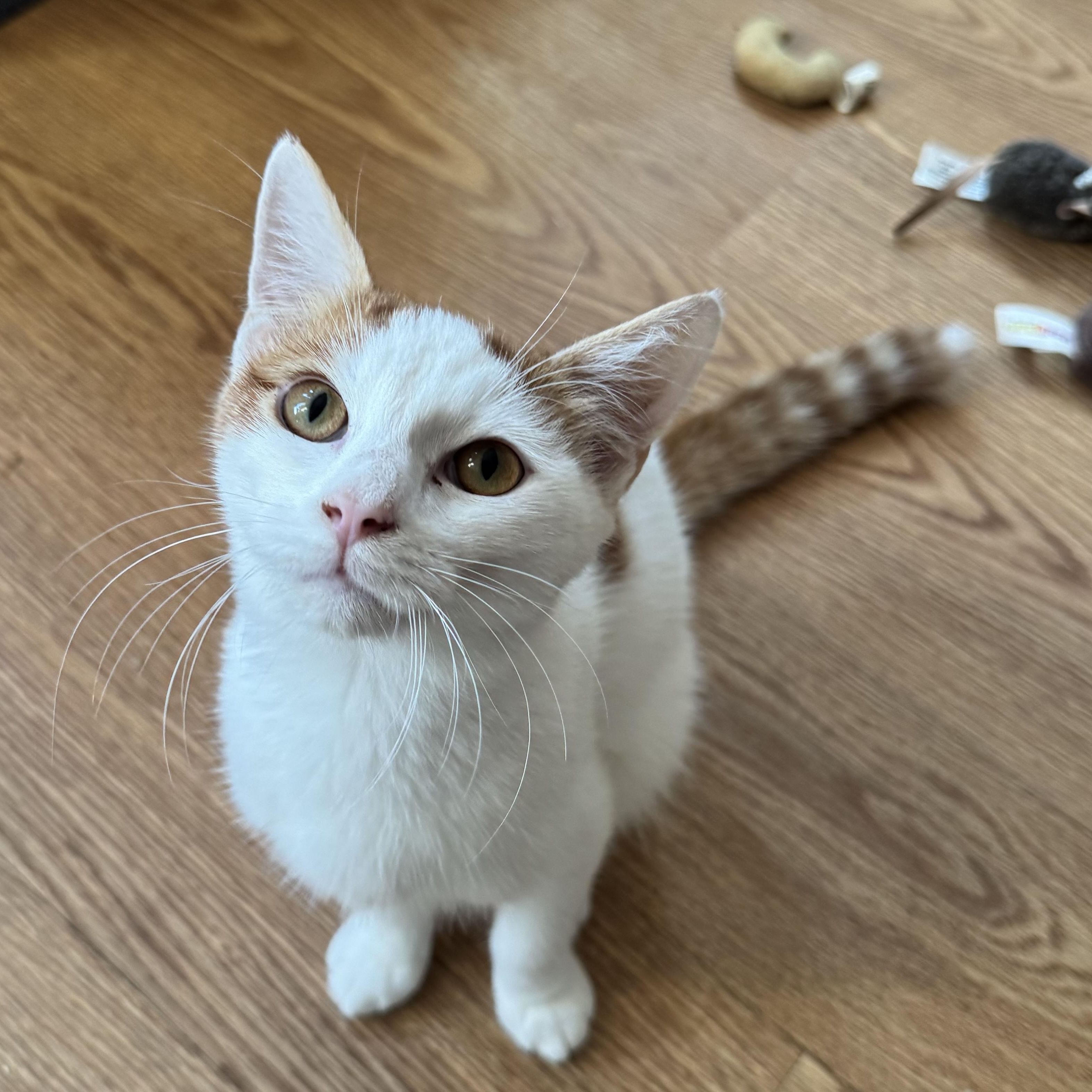 Whitey, ADOPTABLE, Adult Male Domestic Short Hair.