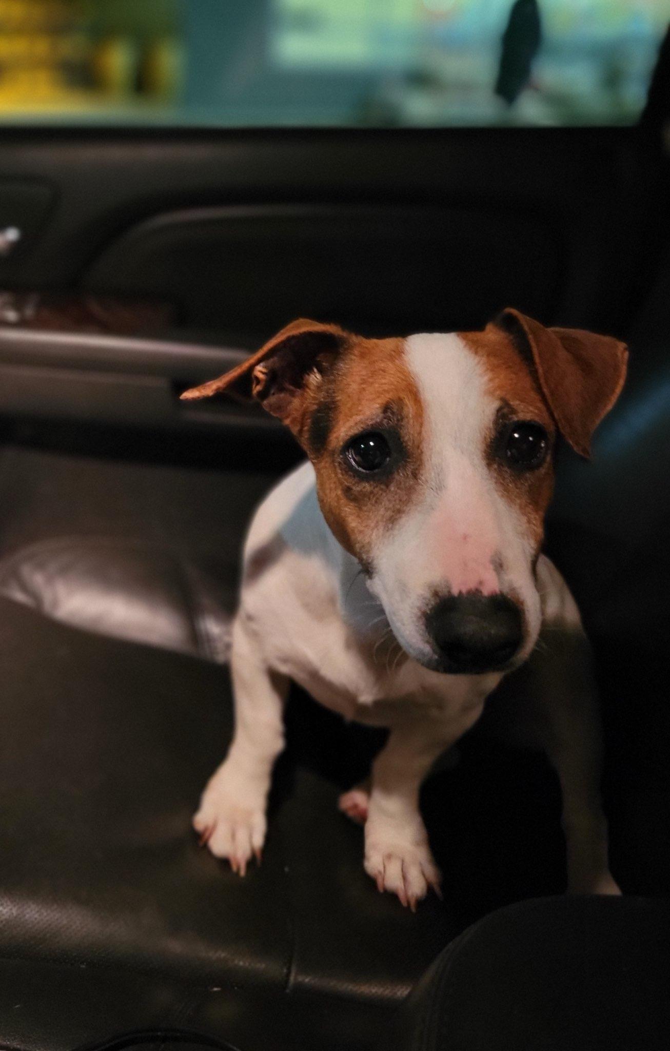 Daisy, a Adopted Jack Russell Terrier in Durham, NC image 2/2