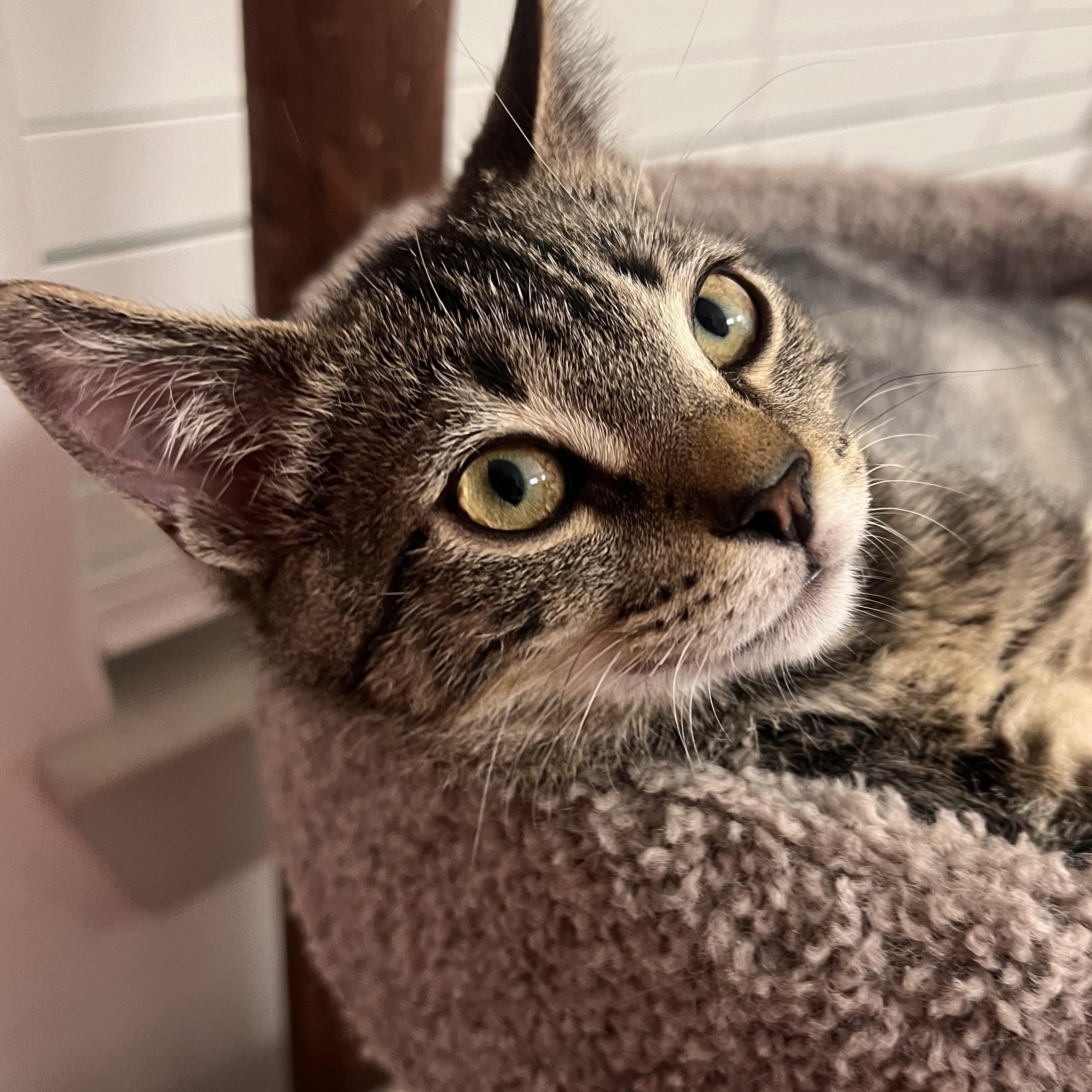 Enlarge Noah, a Adoptable Domestic Short Hair in jacksonville, FL image 6/6