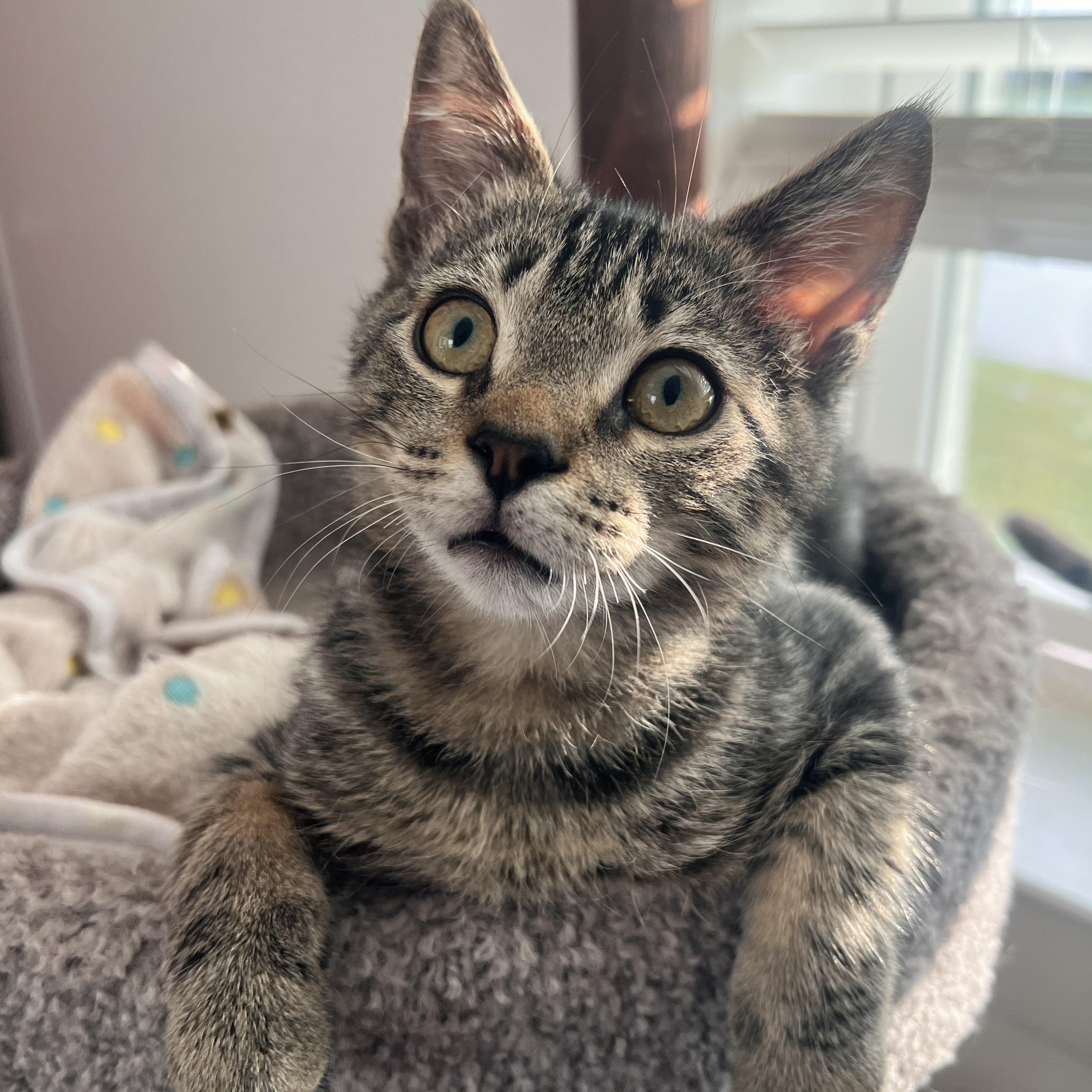 Noah, Adoptable, Kitten Male Domestic Short Hair.