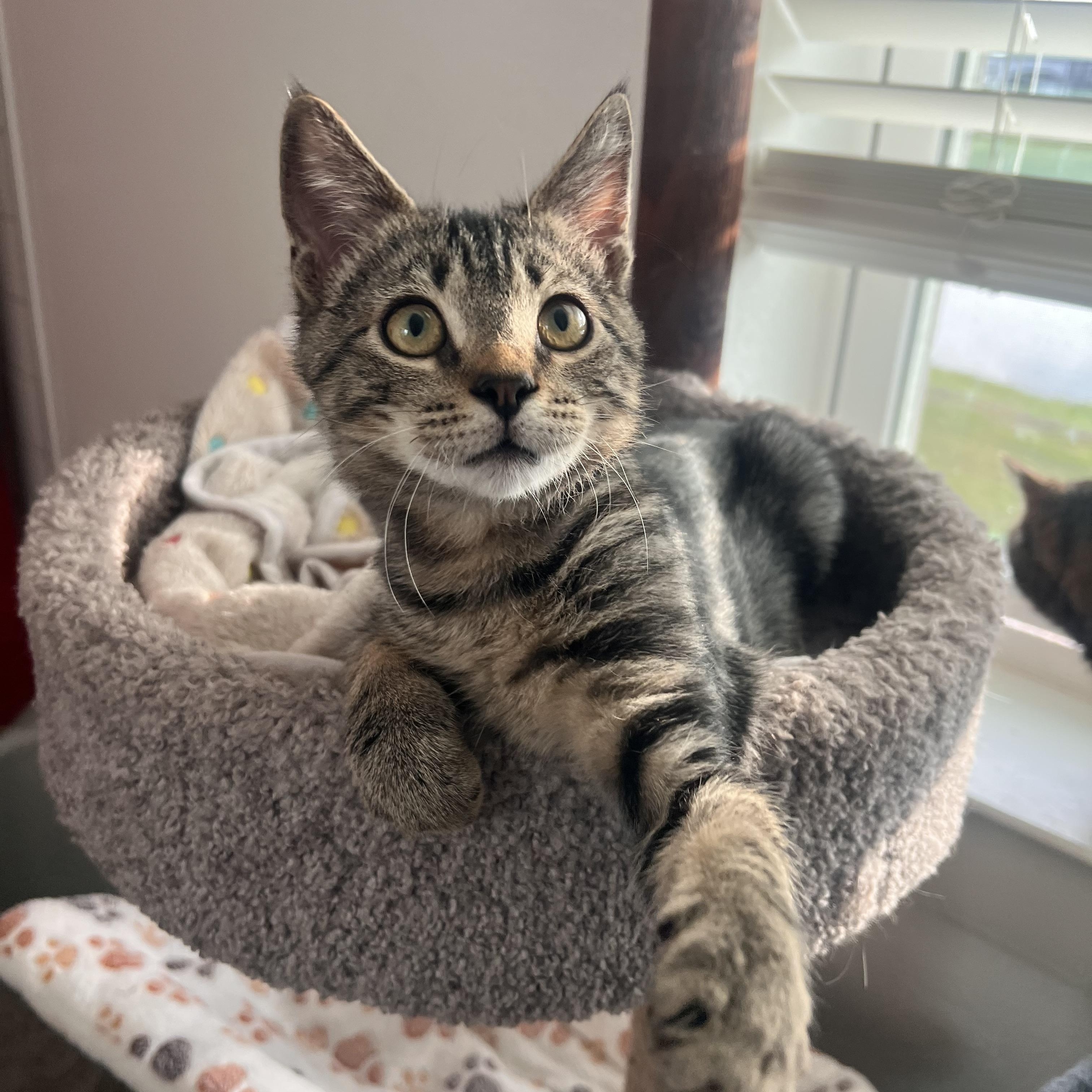 Enlarge Noah, a Adoptable Domestic Short Hair in jacksonville, FL image 2/6