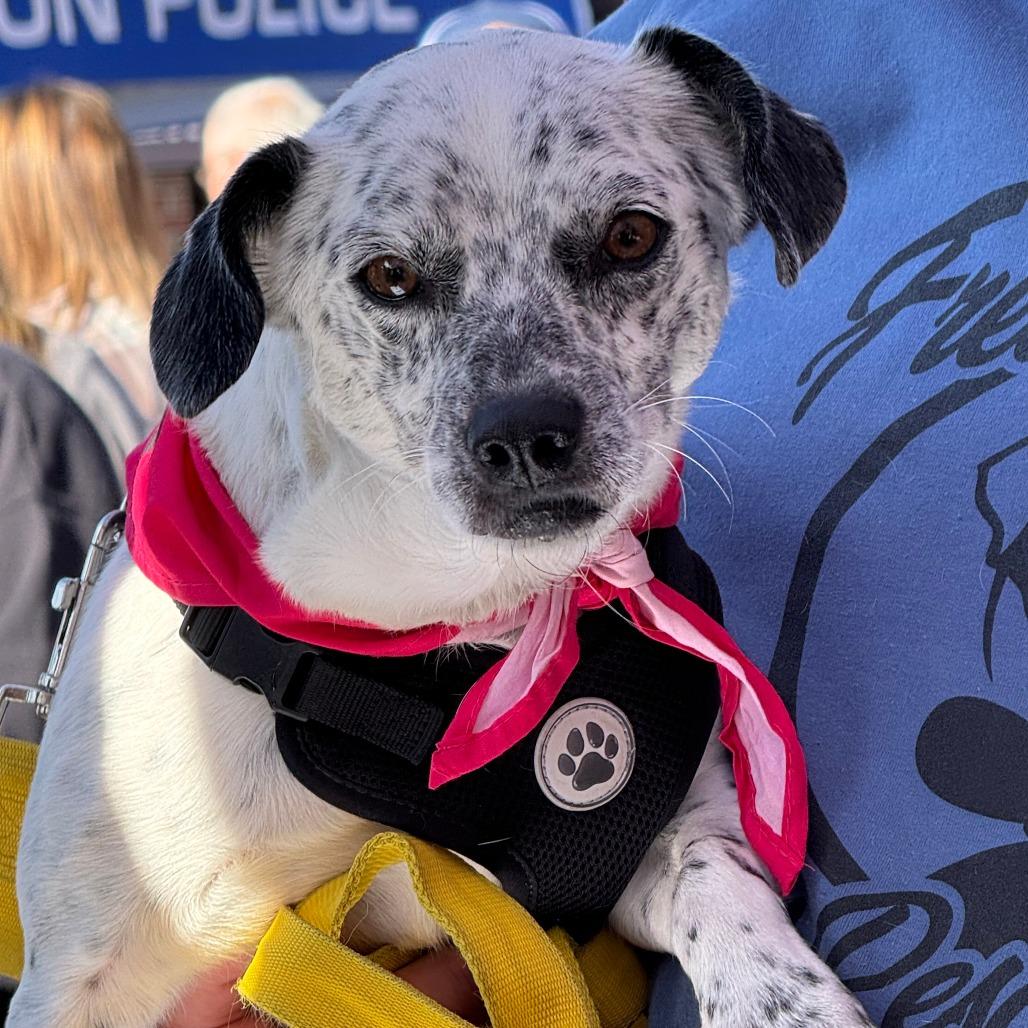 Enlarge Niva, a Adoptable mixed breed in Raleigh, NC image 1/6