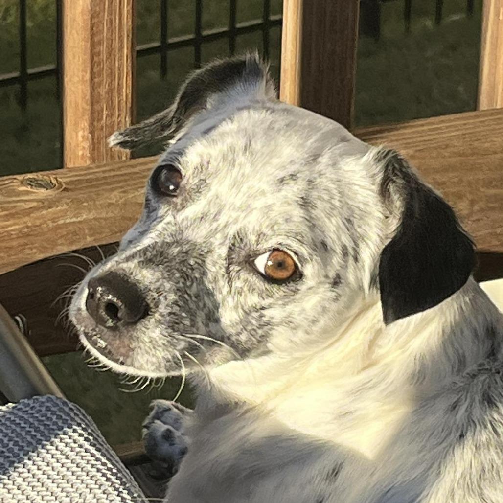 Enlarge Niva, a Adoptable mixed breed in Raleigh, NC image 4/6