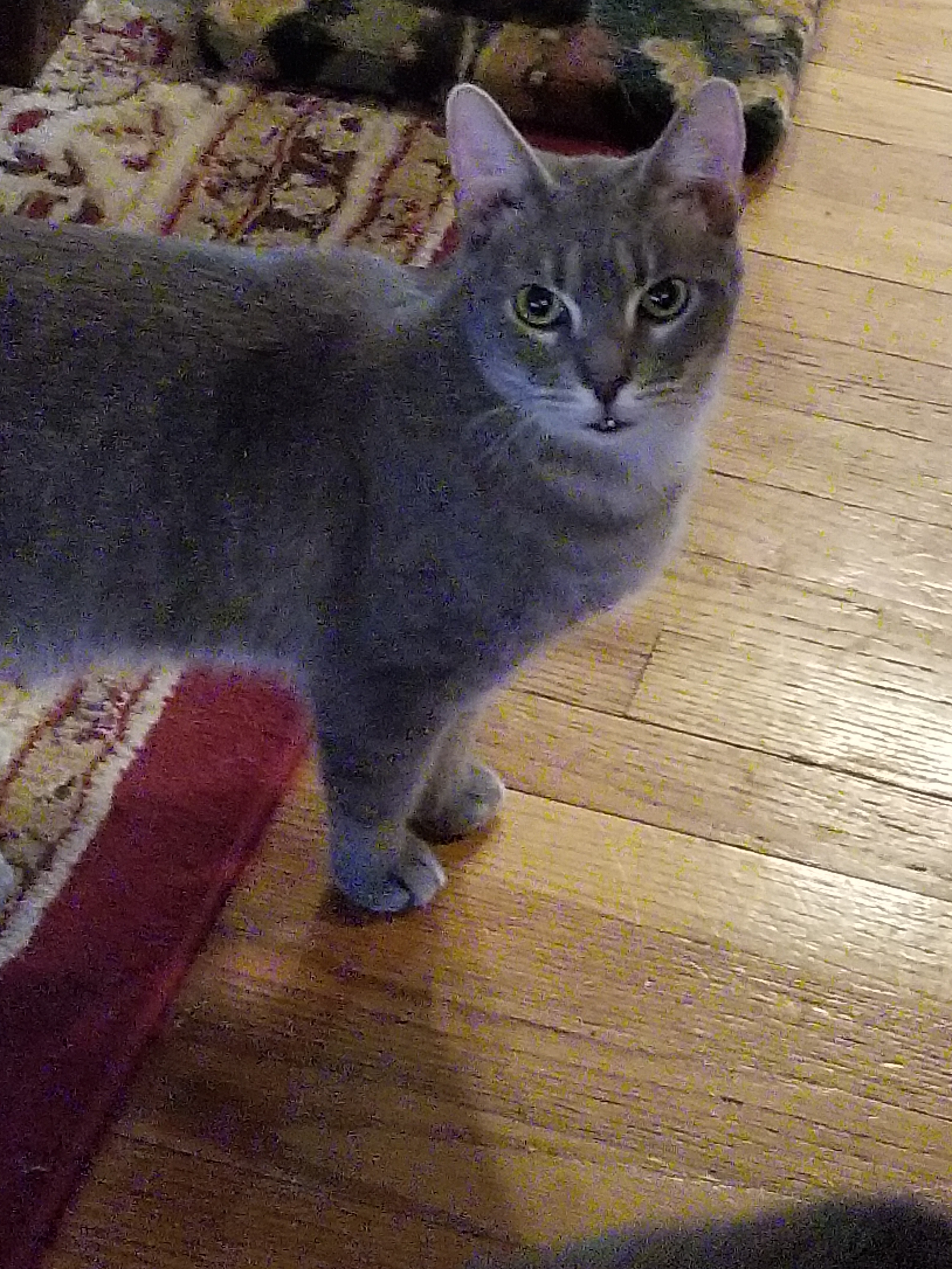 Enlarge Barbosa, a Adoptable mixed breed in Berkeley Heights, NJ image 1/9