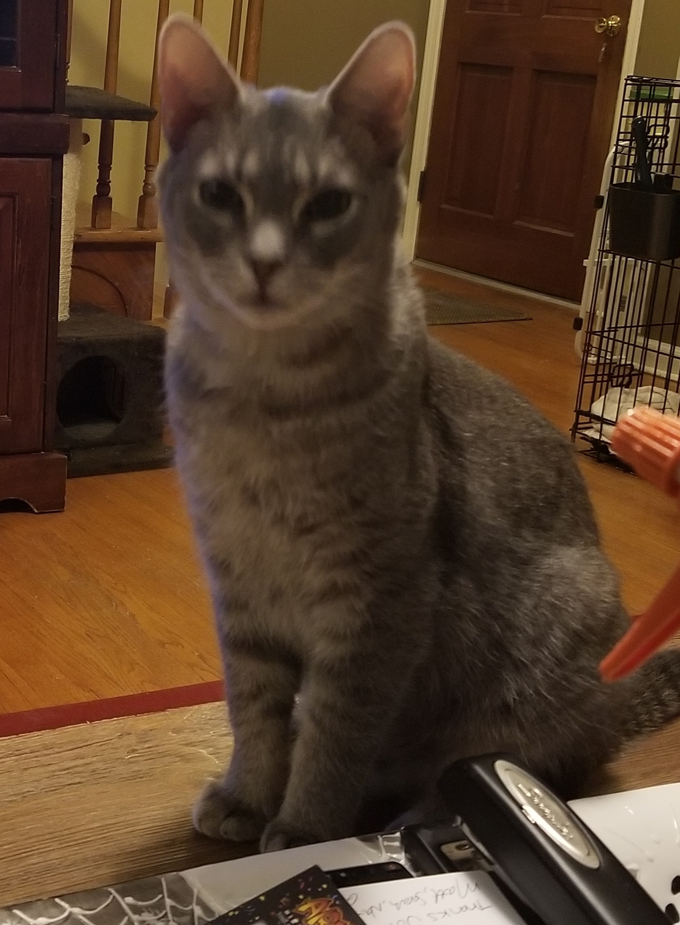 Enlarge Barbosa, a Adoptable mixed breed in Berkeley Heights, NJ image 2/9