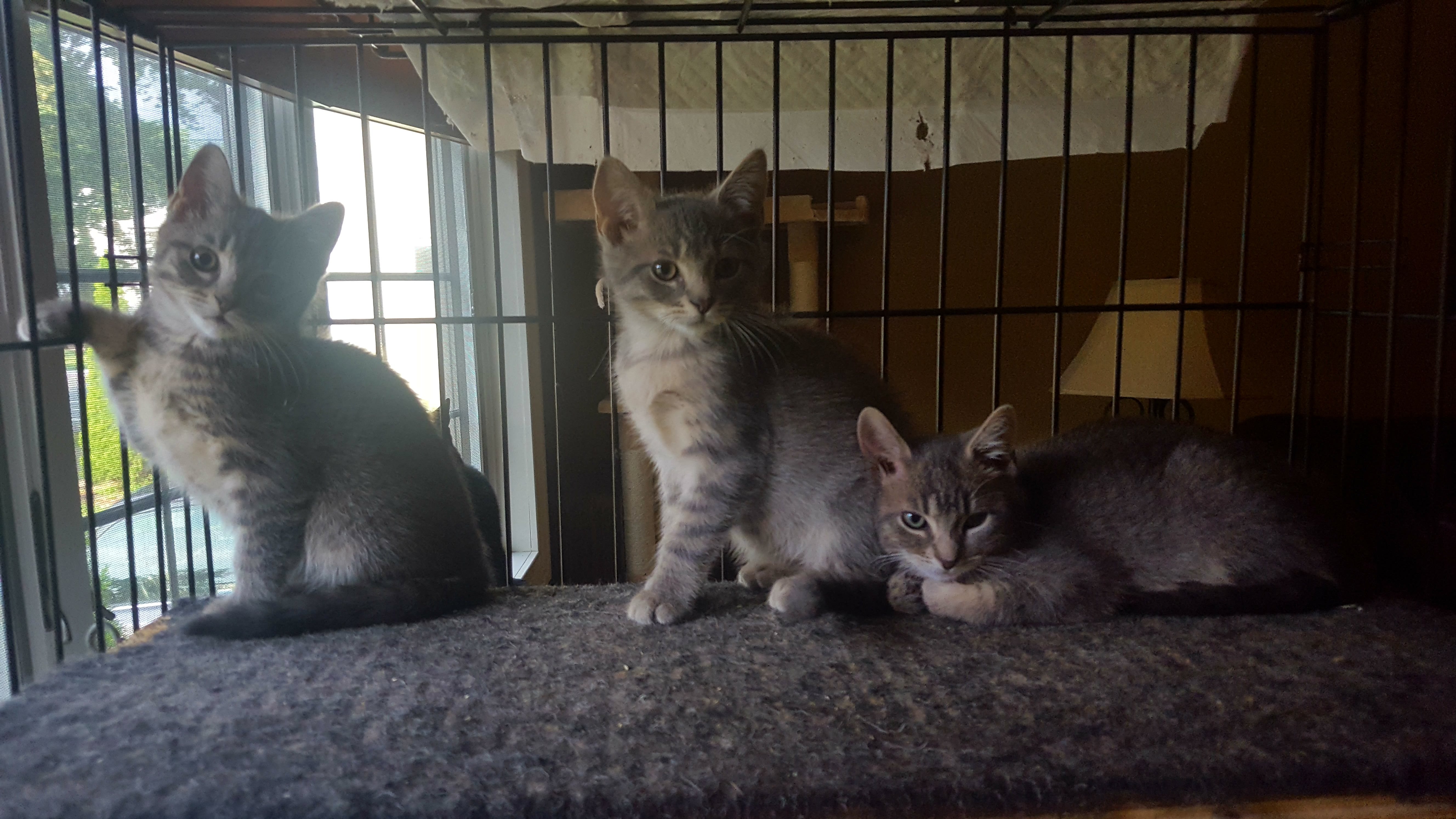 Barbosa — thumbnail 4