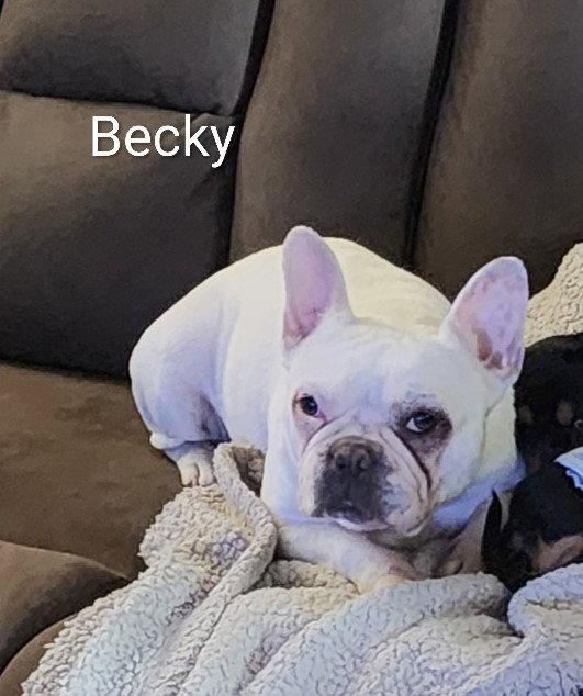 Becky, Adoptable, Adult Female French Bulldog.