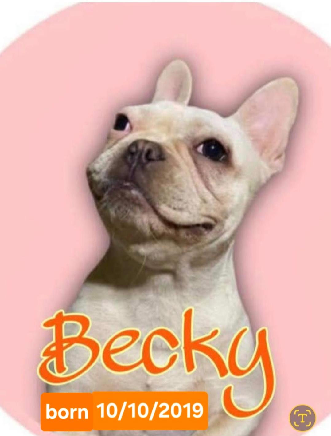 Enlarge Becky, a Adoptable French Bulldog in Sioux Falls, SD image 2/3